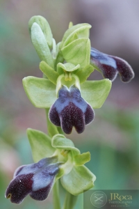 Ophrys malacitana M.R. Lowe, I. Phillips & Paulus