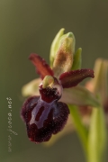 Ophrys passionis Sennen