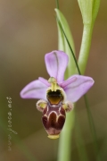 Ophrys picta Link