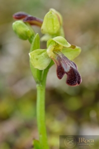 Ophrys pintoi M.R. Lowe & D. Tyteca