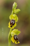 Ophrys quarteirae (Kreutz, M.R.Lowe & Wucherpf.) Devillers & Devillers-Tersch.