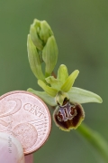 Ophrys riojana C. E. Hermosilla