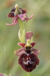 Ophrys speculum x Ophrys catalaunica