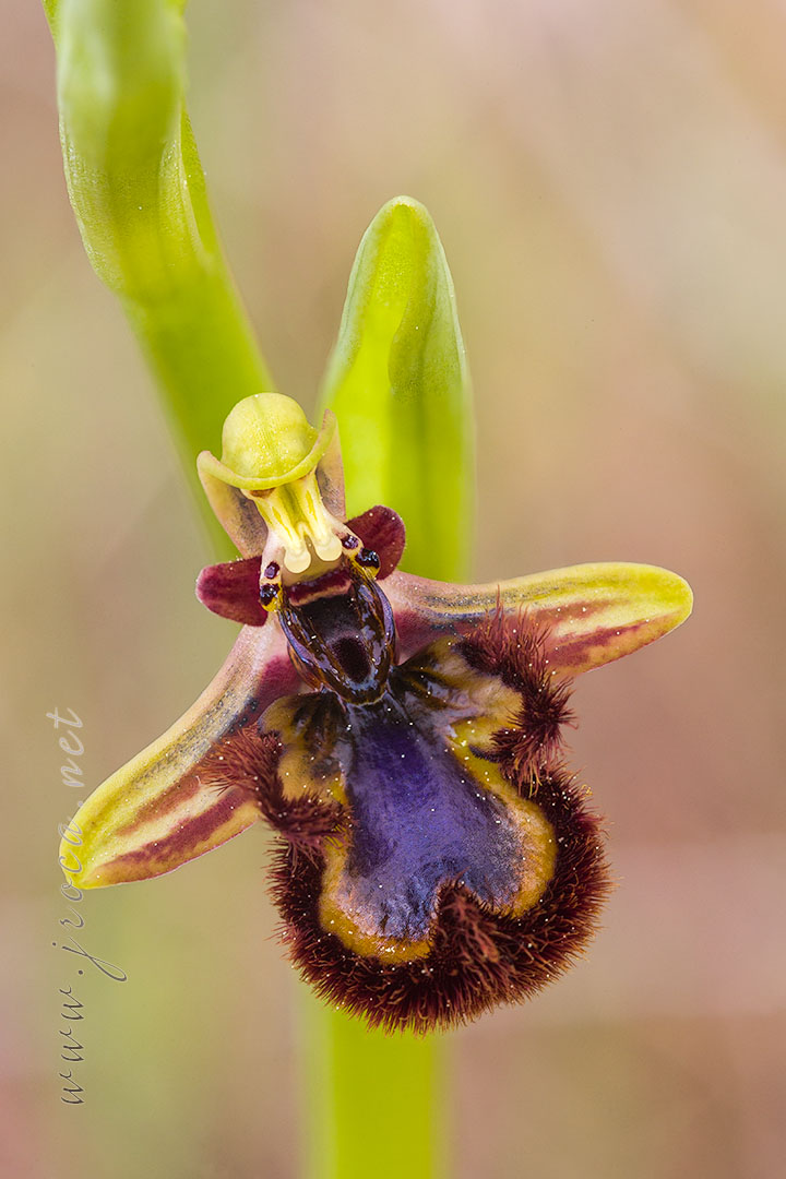 Ophrys speculum Link | el blog de joan roca