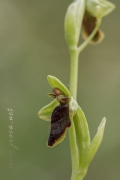 Ophrys subinsectifera Hermosilla & Sabando