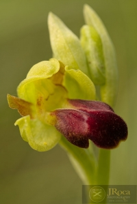 Ophrys sulcata J. Devillers-Terschuren & P. Devillers-Terschuren