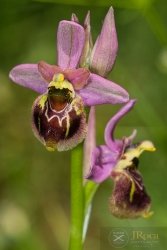 Ophrys × bodegomii Benito , C.E.Hermos. & Soca