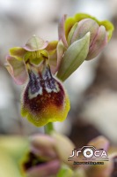 Ophrys x donatiae. (= O. dianica y O. tenthredinifera) Pablo TEJEDOR SIGNES, Santiago CATALÀ GARCÍA & Javier SOSPEDRA CISCAR
