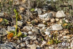 Ophrys x donatiae. (= O. dianica y O. tenthredinifera) Pablo TEJEDOR SIGNES, Santiago CATALÀ GARCÍA & Javier SOSPEDRA CISCAR