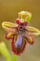 Ophrys × innominata D.Tyteca & B.Tyteca