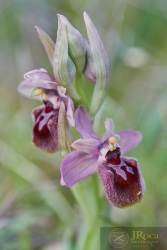 Ophrys x manfredoniae DO. Danesch & E. Danesch 1972 nothosubsp. cerrogordensis D. Garcia & F. Márquez 2013