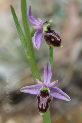 Ophrys x olostensis O.Danesch y E.Danesch 1972