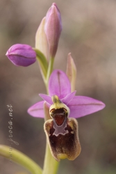 Ophrys x peltieri Maire