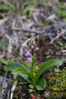 Orchis patens subsp. canariensis (Lindl.) Asch. & Graebn.