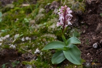 Orchis patens subsp. canariensis (Lindl.) Asch. & Graebn.