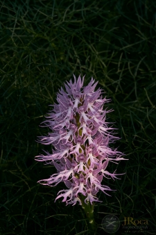 Orchis italica Poir.
