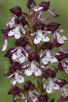 Orchis purpurea Hudson