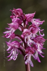 Orchis x angusticruris Franch. 1885