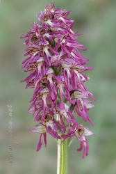 Orchis x bergonii Nanteuil 188