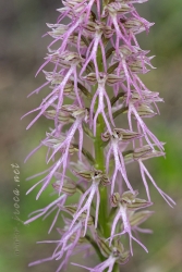 Orchis x bivonae Tod. in Giorn.