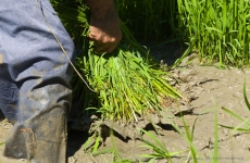 Recogida del plantel