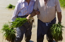 Se procede a la plantada por los expertos