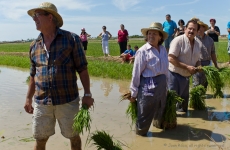 Se procede a la plantada por los expertos