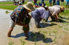 Se procede a la plantada por los expertos