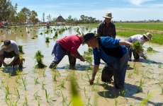 Se procede a la plantada por los expertos