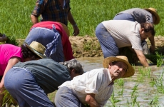 Se procede a la plantada por los expertos