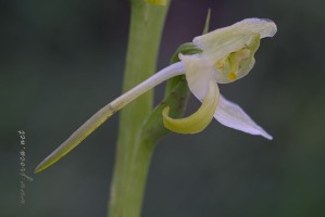 Platanthera algeriensis Battandier & Trabut