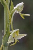 Platanthera algeriensis Battandier & Trabut