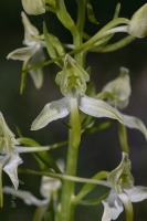 Platanthera chlorantha (Custer) Rchb.