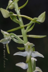 Platanthera chlorantha (Custer) Rchb.