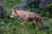 Canis latrans (Say, 1823) - Coyote