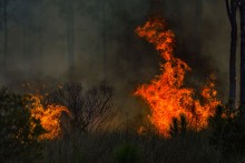 Fire in the Big Cypress National Preserve