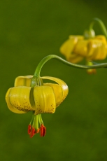 Lilium pyrenaicum (Gouan)