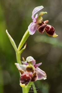 Ophrys santonica (J.M.Mathé & Melki, 1994)