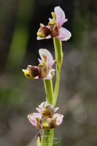 Ophrys santonica (J.M.Mathé & Melki, 1994)
