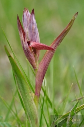 Serapias vomeracea (Burm.f. ) Briq.
