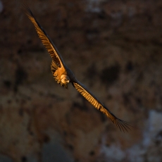 Gyps fulvus (Hablizl, 1783) - Griffon Vulture - Buitre comÃºn o leonado