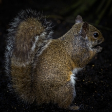 Sciurus carolinensis (Gmelin, 1788) - Gray squirrel