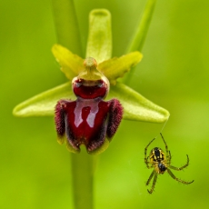 Ophrys passionis Sennen & Mangora acalypha