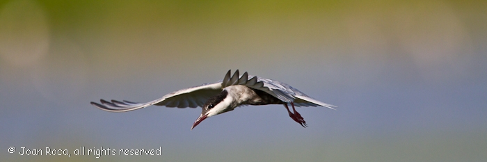 Sterna hirundo (Linnaeus, 1758) - Common Tern, Charrán común