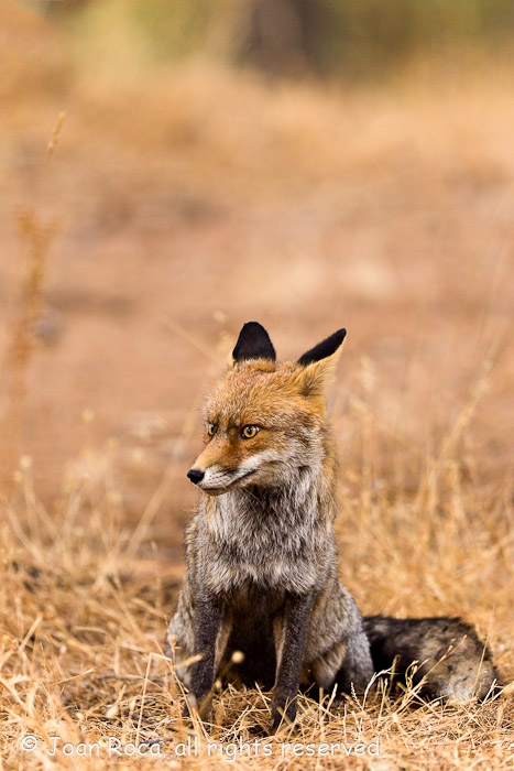 Vulpes vulpes (Linnaeus, 1758) - Zorro, Red fox, Fox