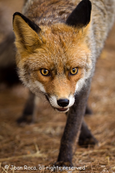 Vulpes vulpes (Linnaeus, 1758) - Zorro, Red fox, Fox