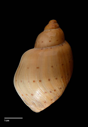 Ampulla priamus (Gmelin, 1791)