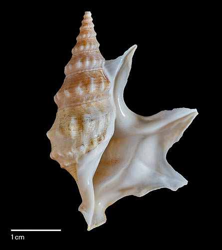 Aporrhais pespelecani (Linnaeus, 1758)