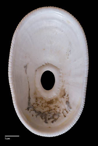 Megathura crenulata (Sowerby I, 1825)