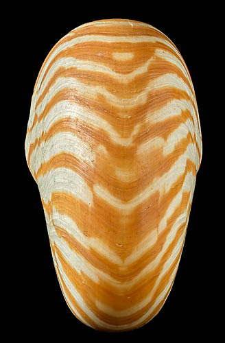 Nautilus macromphalus (G.B. Sowerby II, 1849)